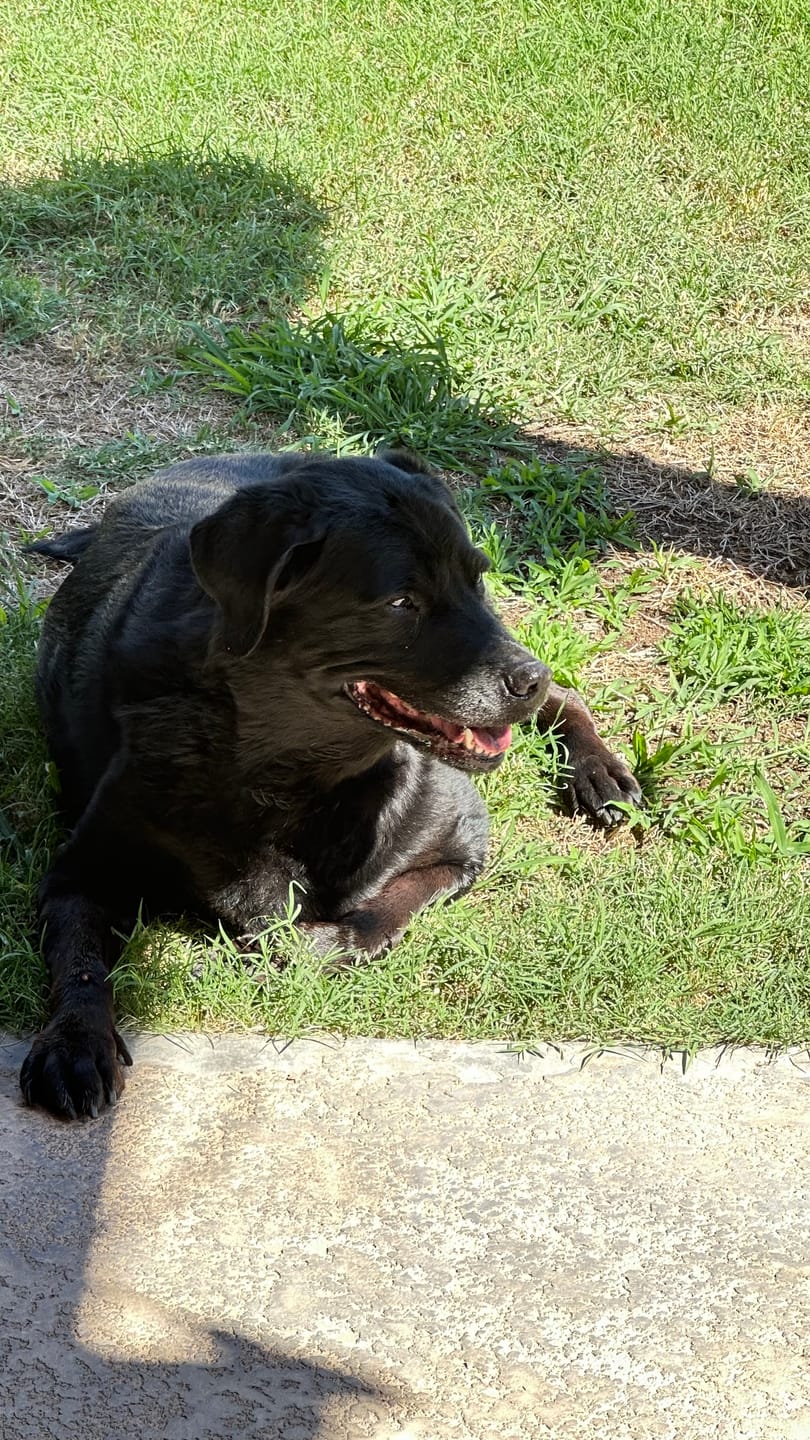 Customer photo review of Wild Alaskan Salmon Oil for Dogs | Omega 3, 6 & 9 | Petsmont Omega Love+