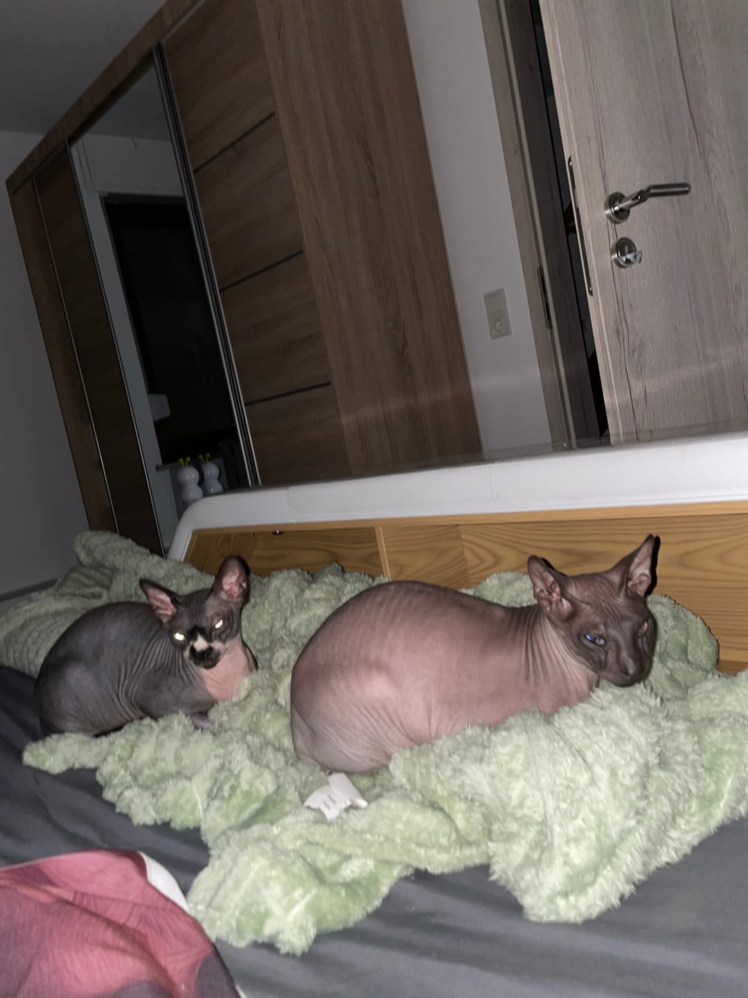 Customer photo review of Katzen Gesundheits Ratgeber von Majescats