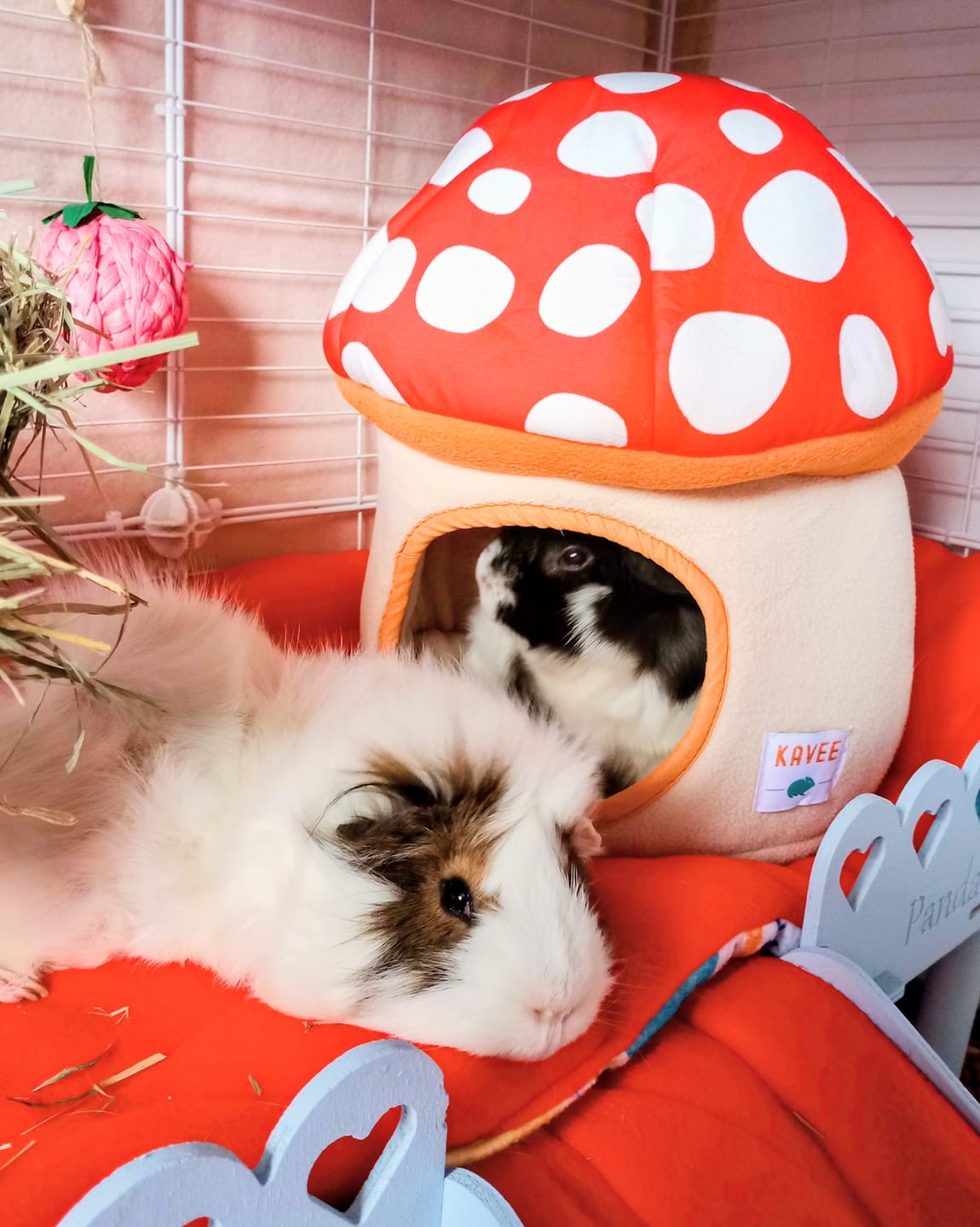 Customer photo review of Guinea Pig Hidey House | Mushroom