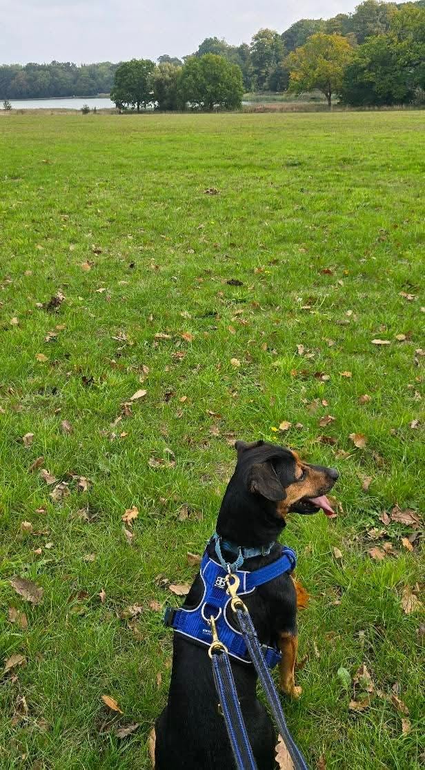 Customer photo review of Comfort Premium Harness | Non Restrictive - Blue