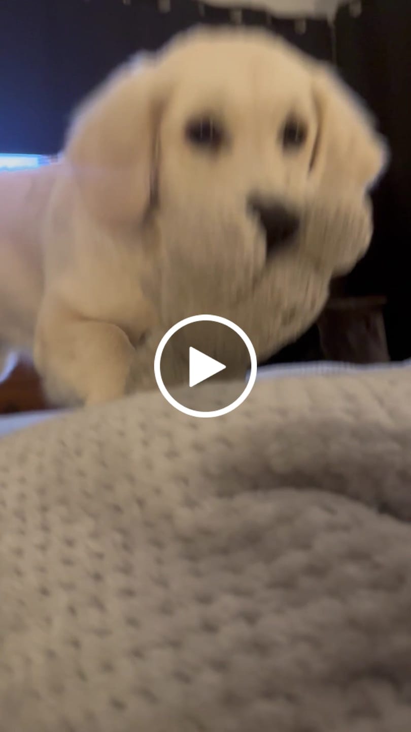Customer video review of Detachable Pet Foam Stairs