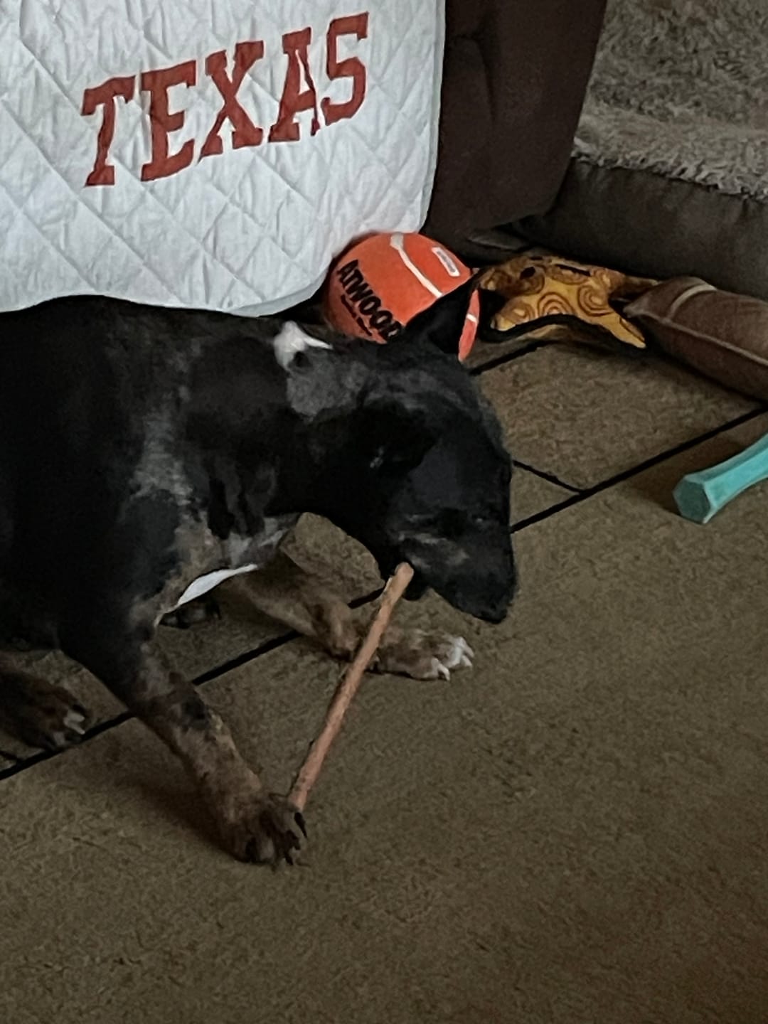 Customer photo review of 12 Inch Jumbo Bully Stick