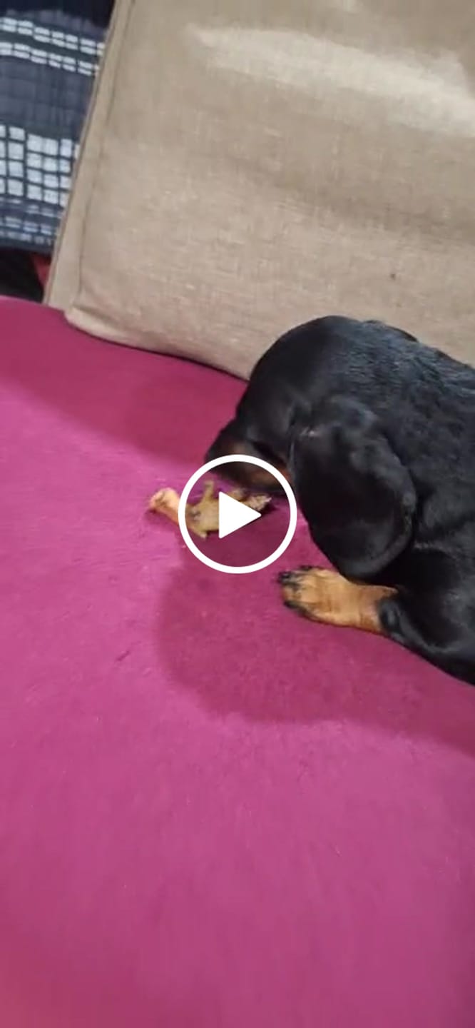 Customer video review of Patas de pollo  - Pack 60 unidades