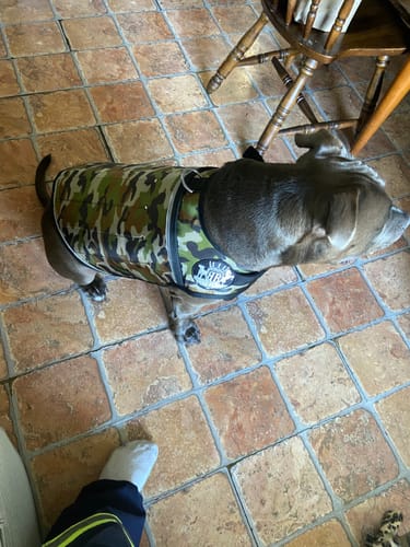 Customer photo review of Canine Weight Vest - CAMO