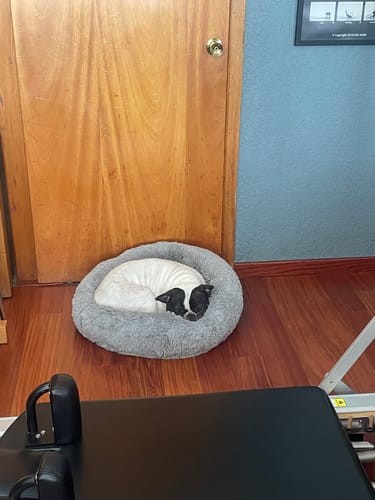 Customer photo review of Cama Antiestrés para Perros