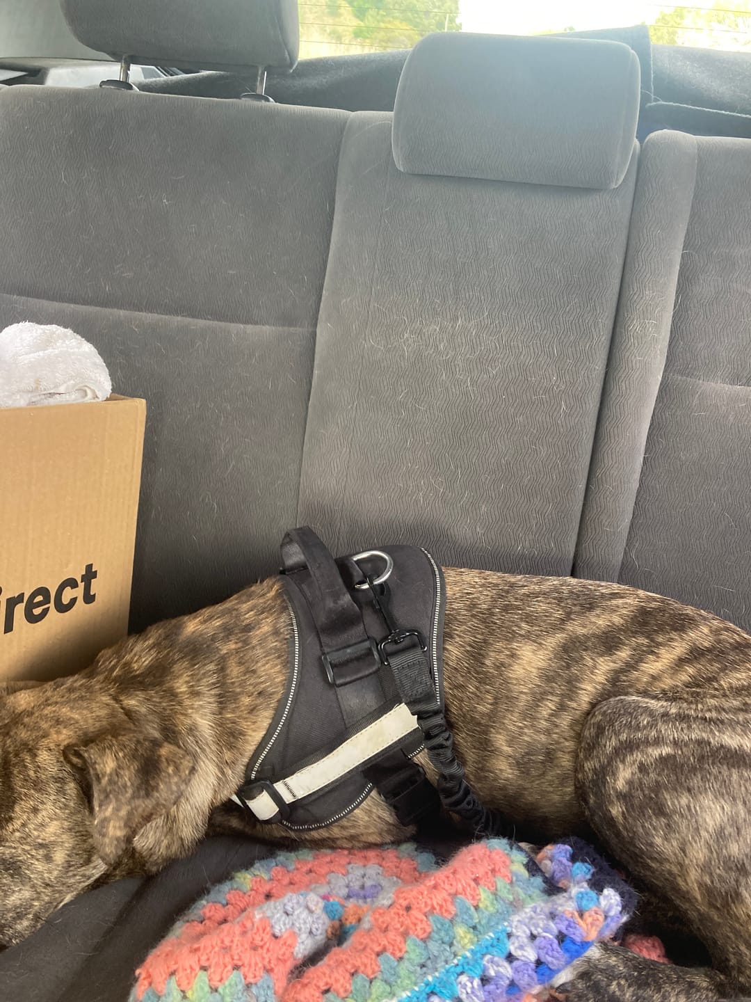 Customer photo review of Pet Seat Belt