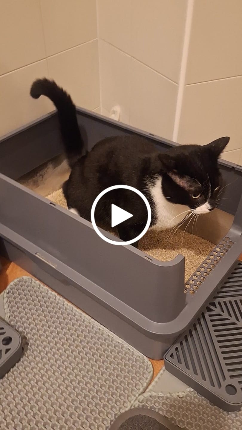 Customer video review of BORING LITTER - Lettiera in Acciaio INOX