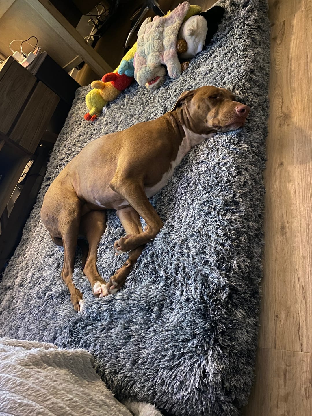 Customer photo review of Premium SuperMat Calming Bed