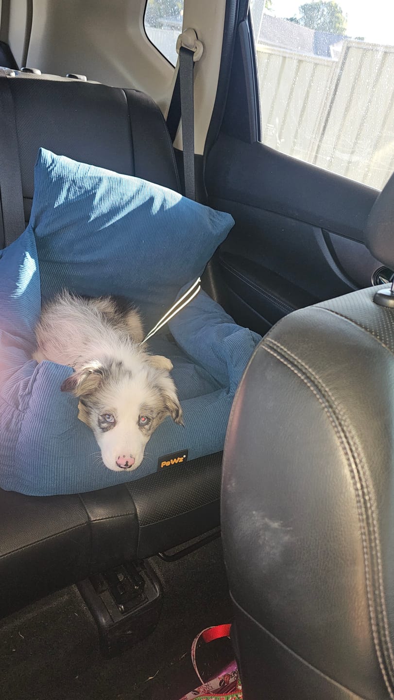 Customer photo review of Dog Car Booster Seat
