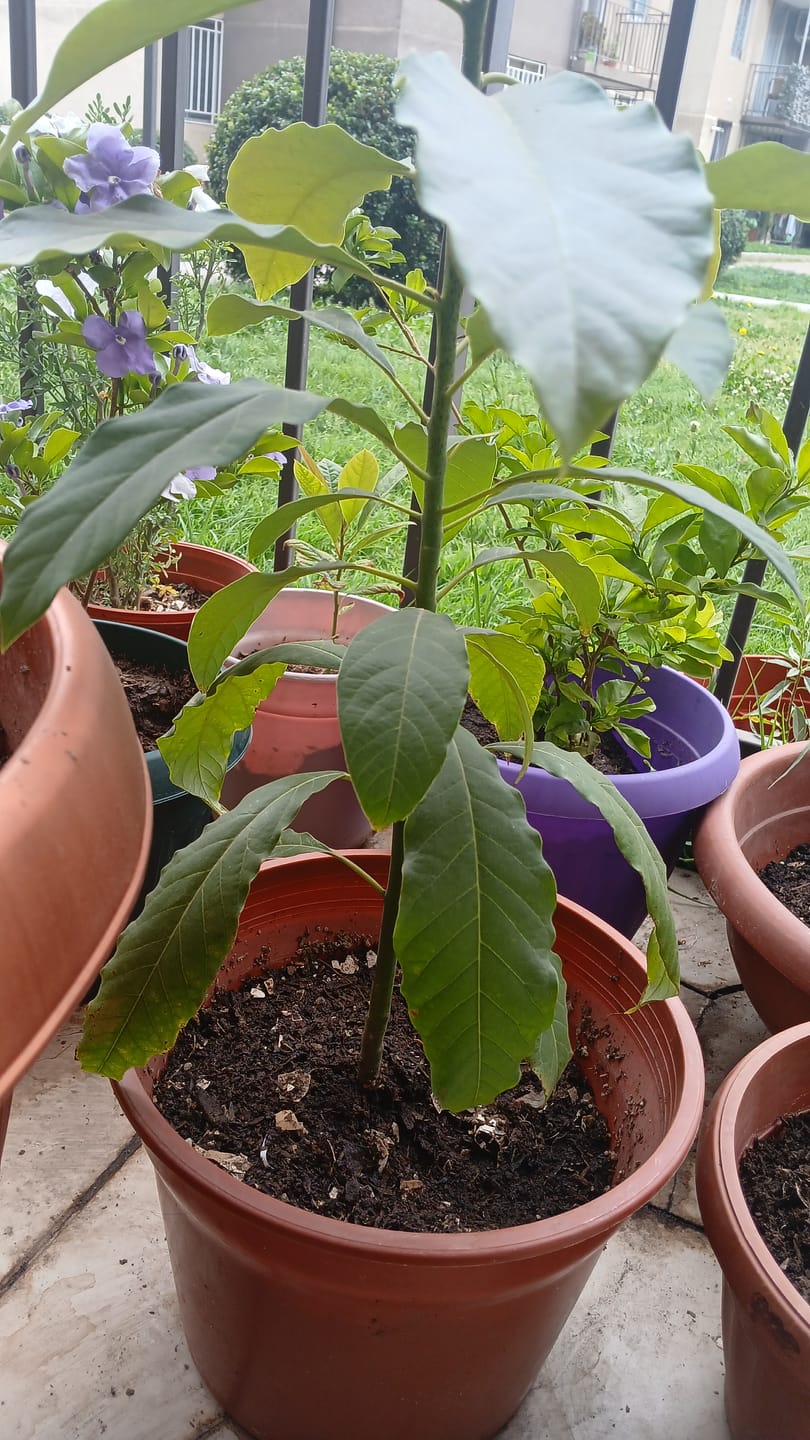 Customer photo review of Humus de Lombriz 3L – Abono Orgánico Natural para Plantas