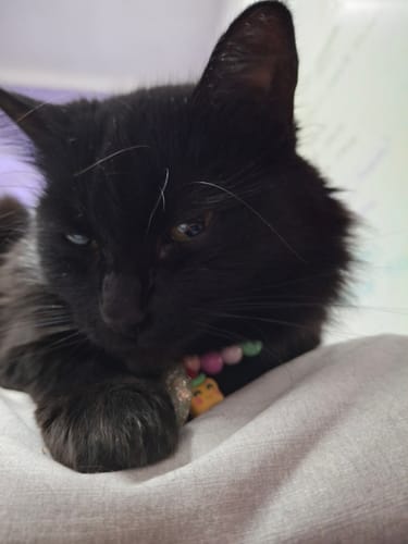 Customer photo review of CT8527 1 Pieza De Collar Para Mascota