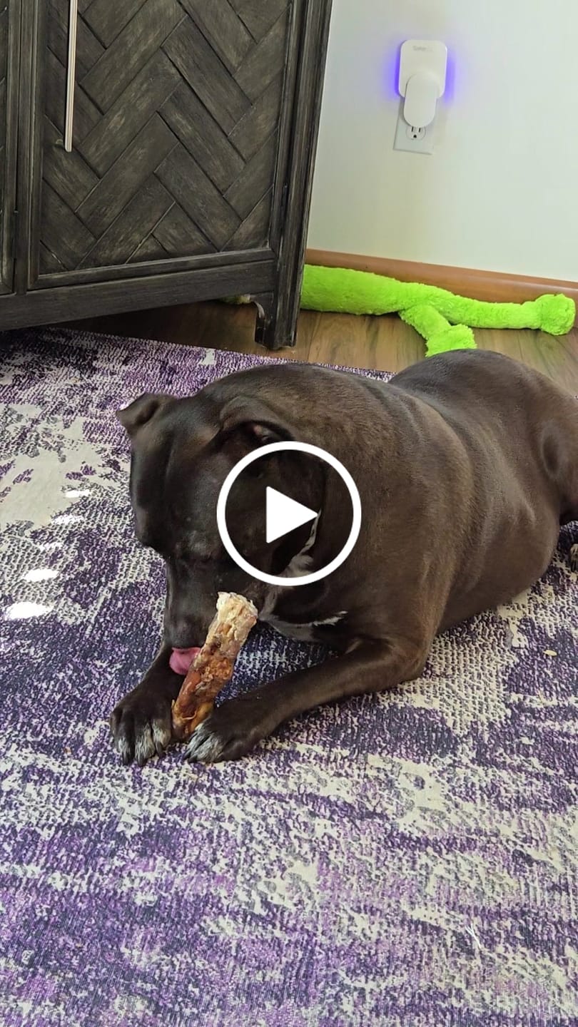 Customer video review of Ostrich Foot Bone (7" x 3.5"): The Flavorful & Long-Lasting Chew for Medium to Large Dogs