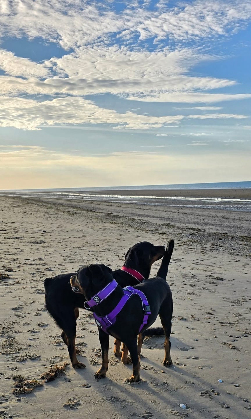 Customer photo review of Comfort Premium Harness | Non Restrictive - Red