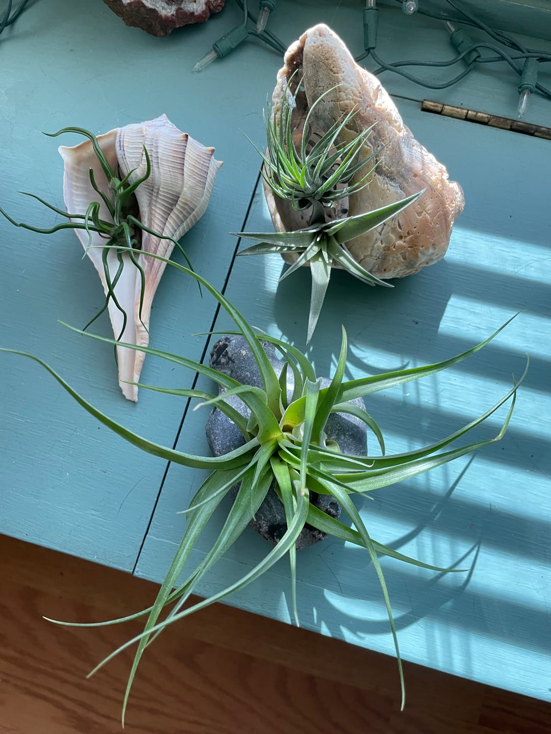 Customer photo review of Capitata  Peach  (Easy Care)