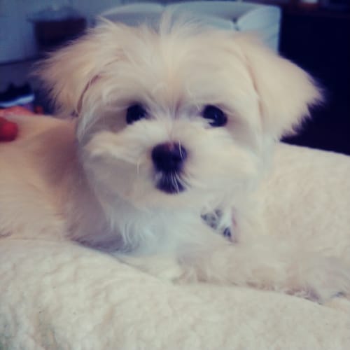 Customer photo review of Stella & Chewy's - Meal Mixers pour chien