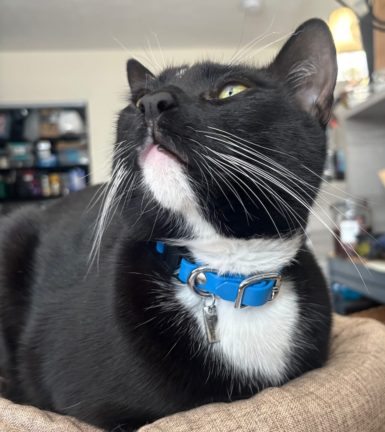 Customer photo review of Katmai Collar