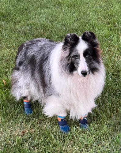 Customer photo review of WagWarmers