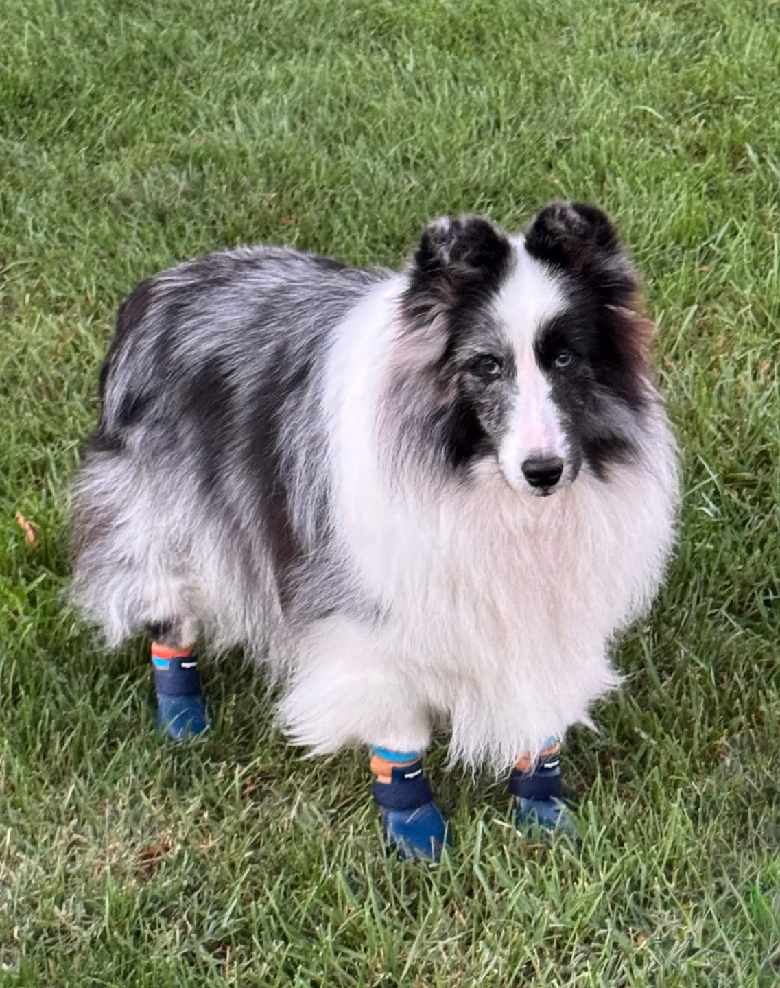 Customer photo review of WagWarmers