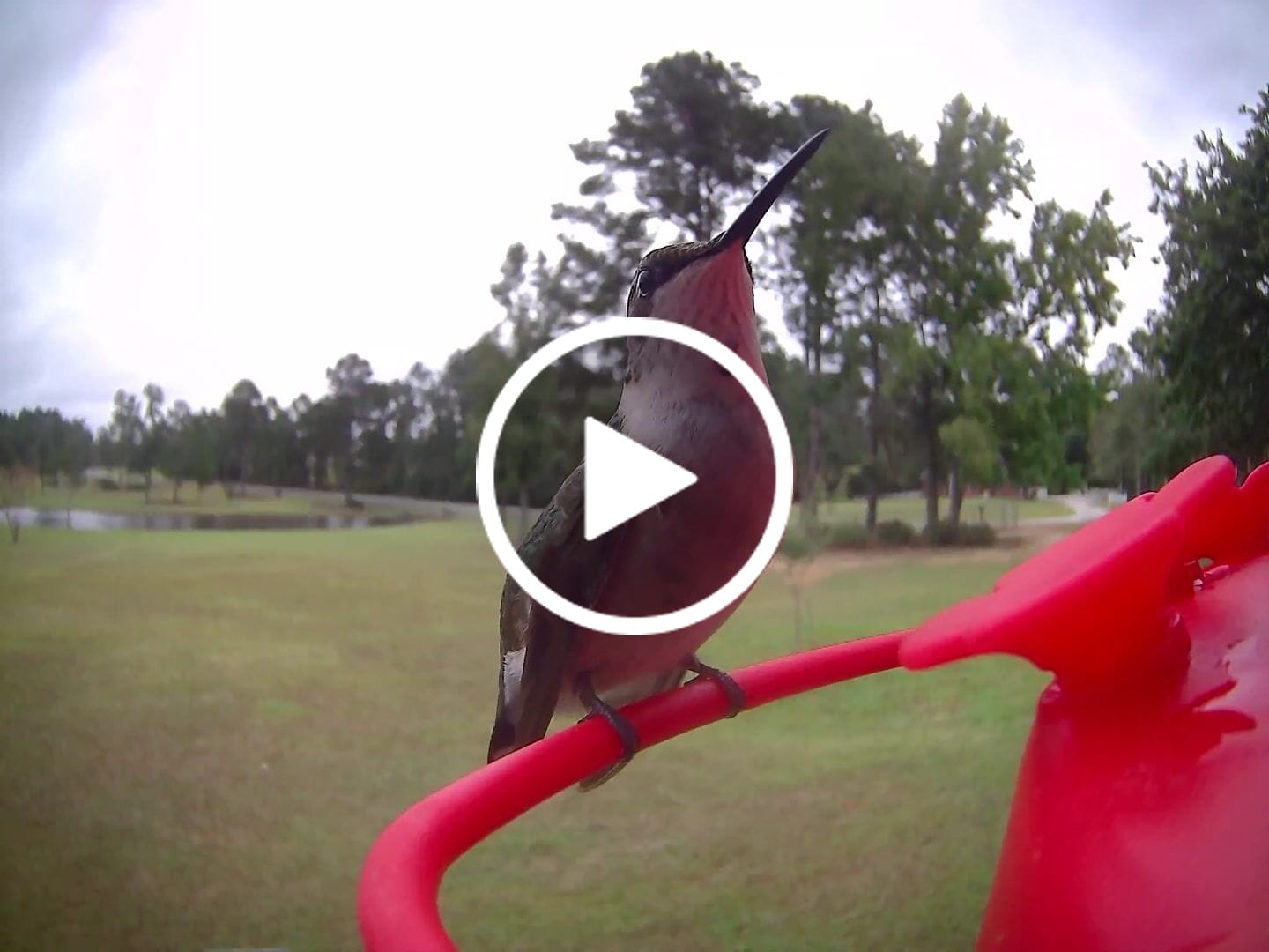 Customer video review of Birdfy Hum Feeder Duo - Hummingbird Feeder with Dual Camera