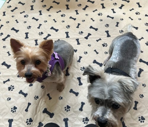 Customer photo review of Potty Buddy™ - The Durable Leak-Free Potty Pad