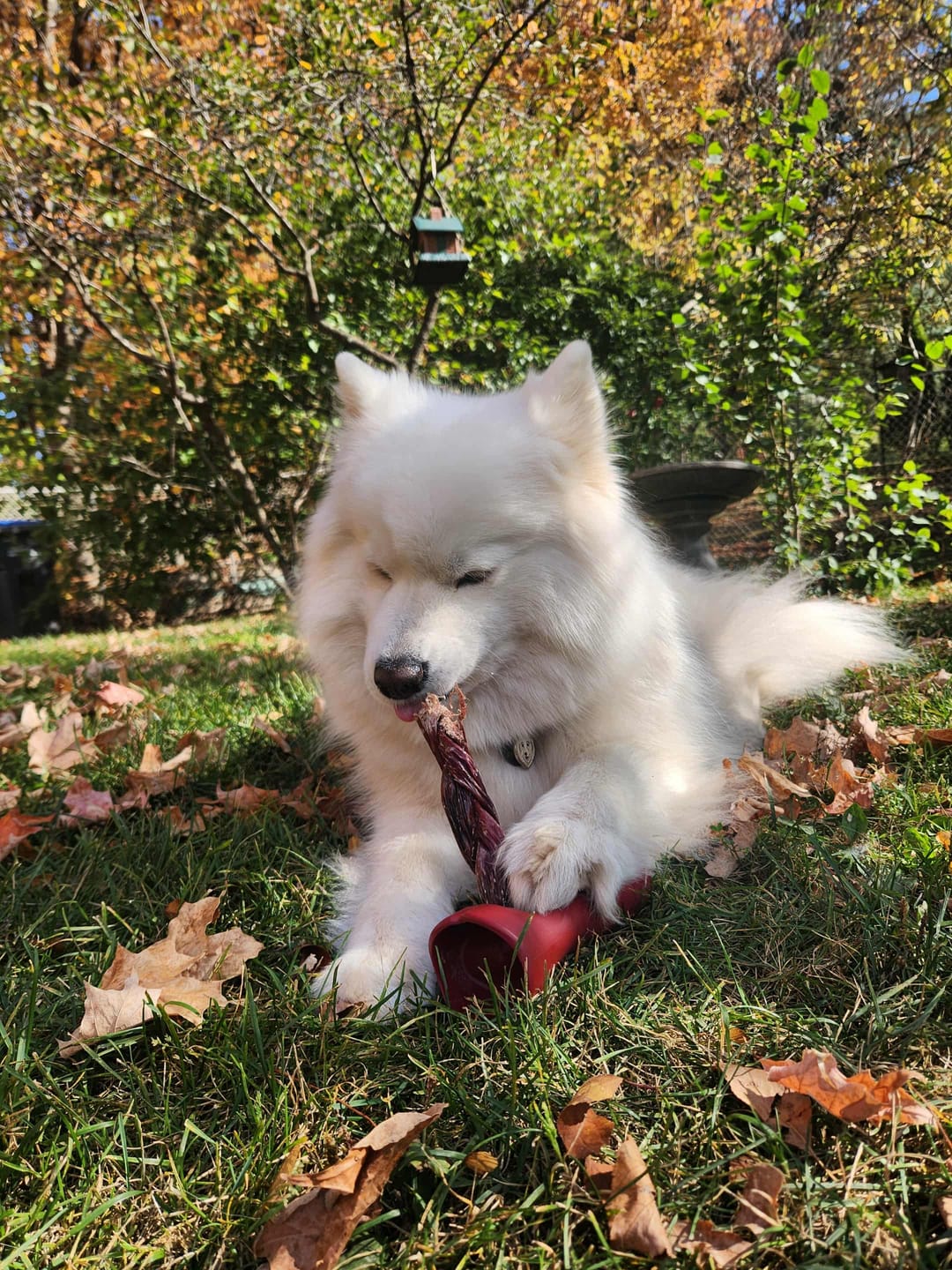 Customer photo review of 6 Inch Beef Jerky Stick