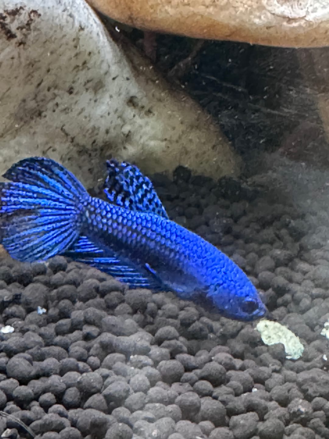 Customer photo review of Wild Alien Blue Male Betta Fish