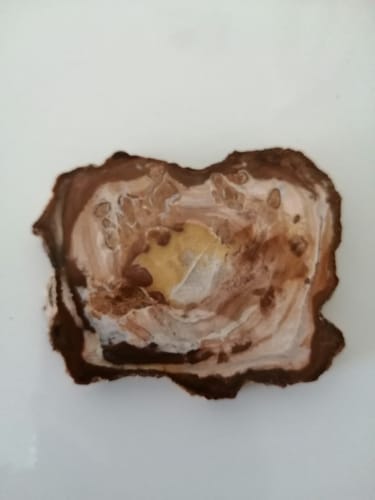 Customer photo review of Bois fossilisé (bois pétrifié)