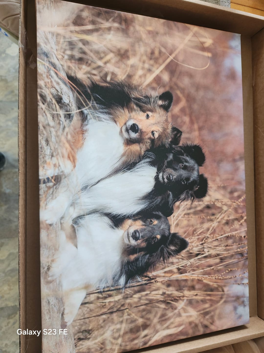 Customer photo review of COMBO GRAND STRESS pour chiens et chats: TOXY, PEASY