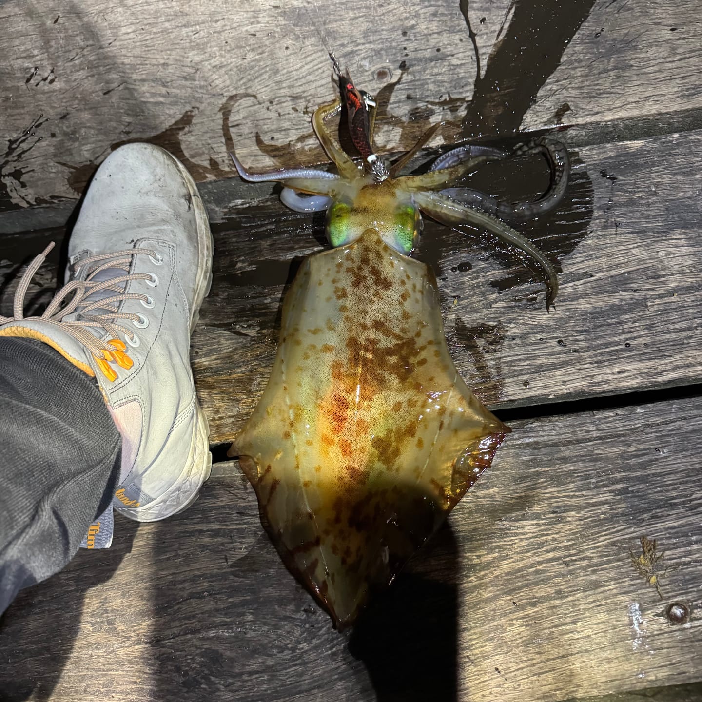 Customer photo review of The Inferno Dragon of Jigokudani Squid Jig