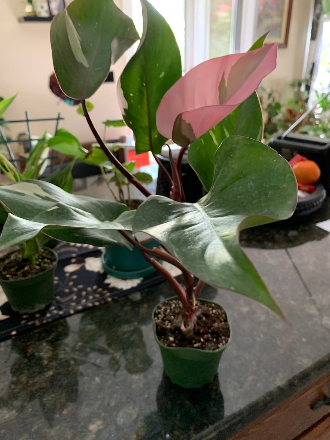 Customer photo review of Philodendron Pink Princess - 4"