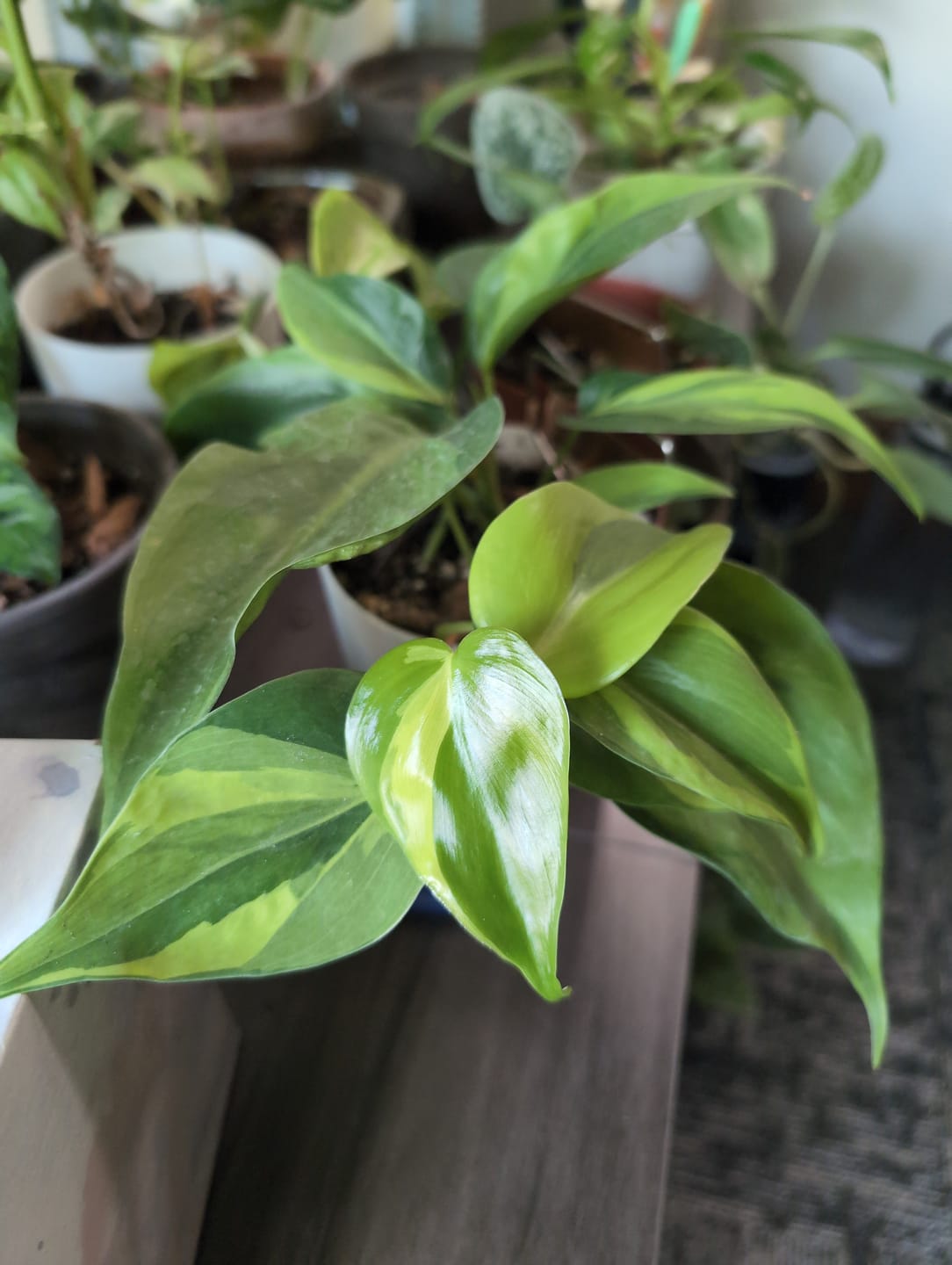 Customer photo review of Philodendron hederaceum 'Carnival'