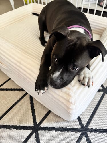 Customer photo review of Orthopaedic Dog Bed – Waterproof & Washable