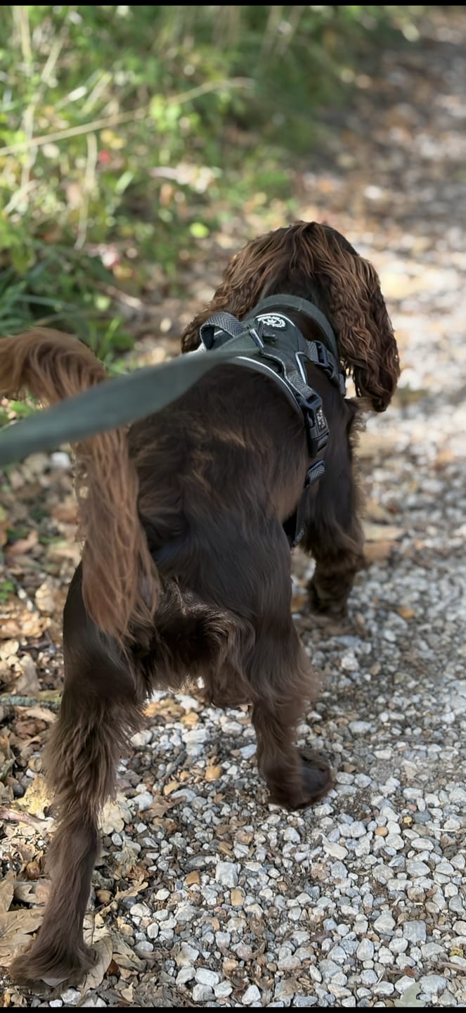 Customer photo review of Adjustable Collar - Forest Tweed