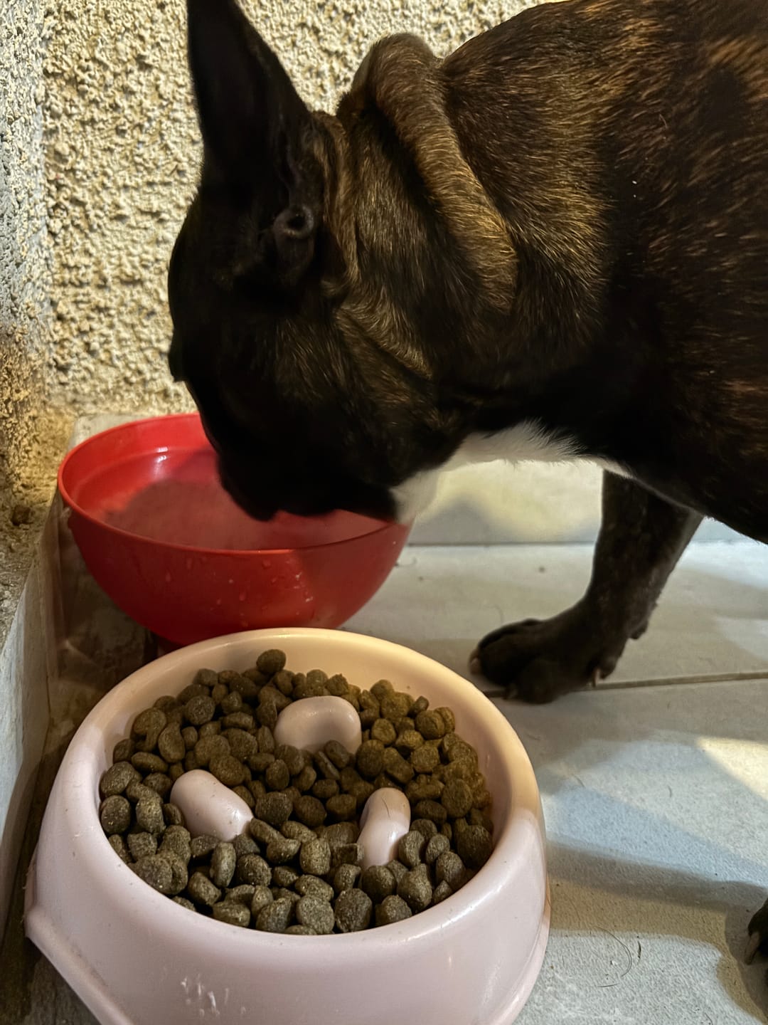 Customer photo review of Dental Treat Perro