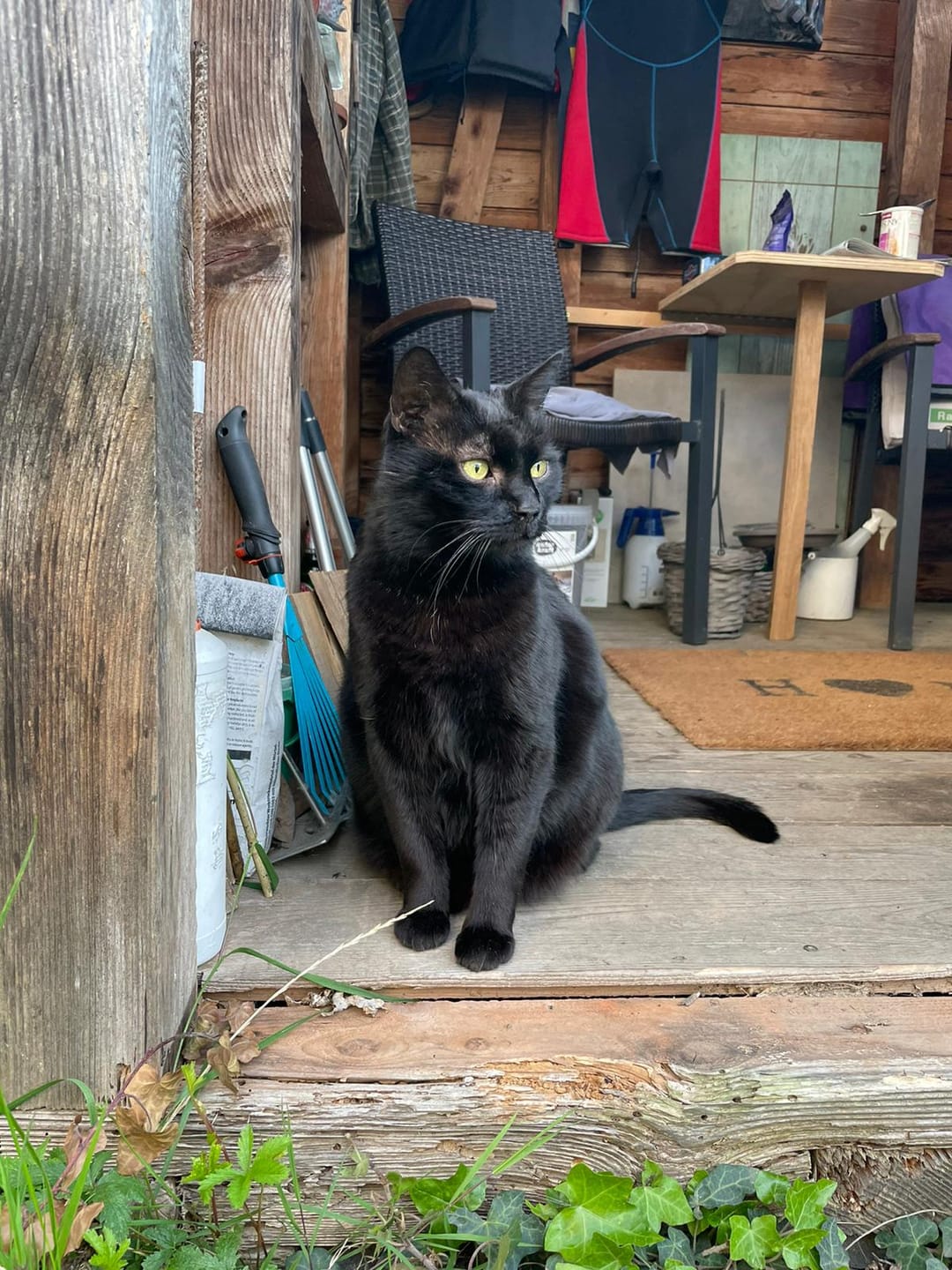 Customer photo review of Katzen Gesundheits Ratgeber von Majescats