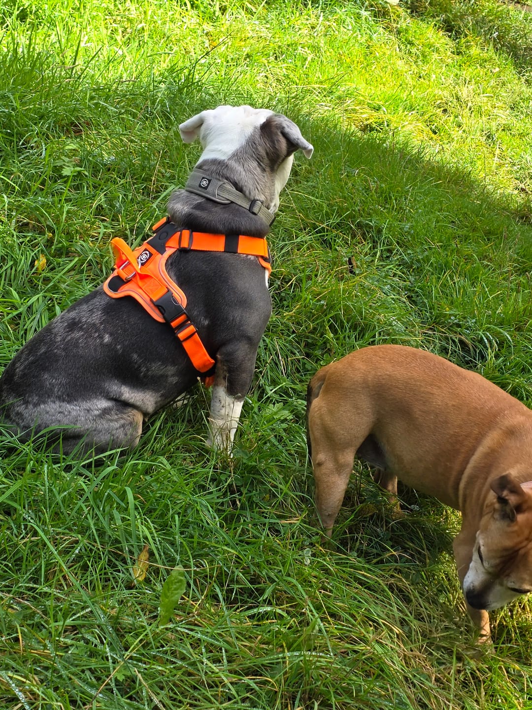 Customer photo review of Anti Pull Hurricane Harness - With Handle - Orange