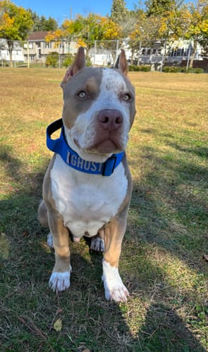 Customer photo review of Blue Bully Proof Collar