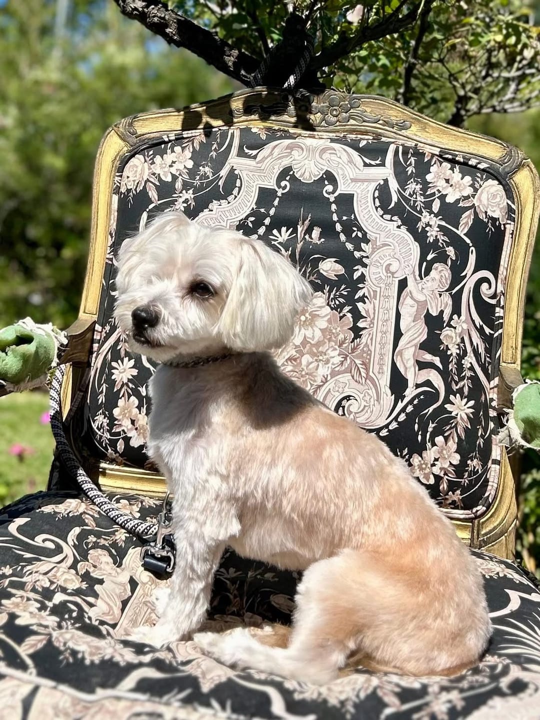 Customer photo review of Pet Dog Stroller Pram 4 Wheels