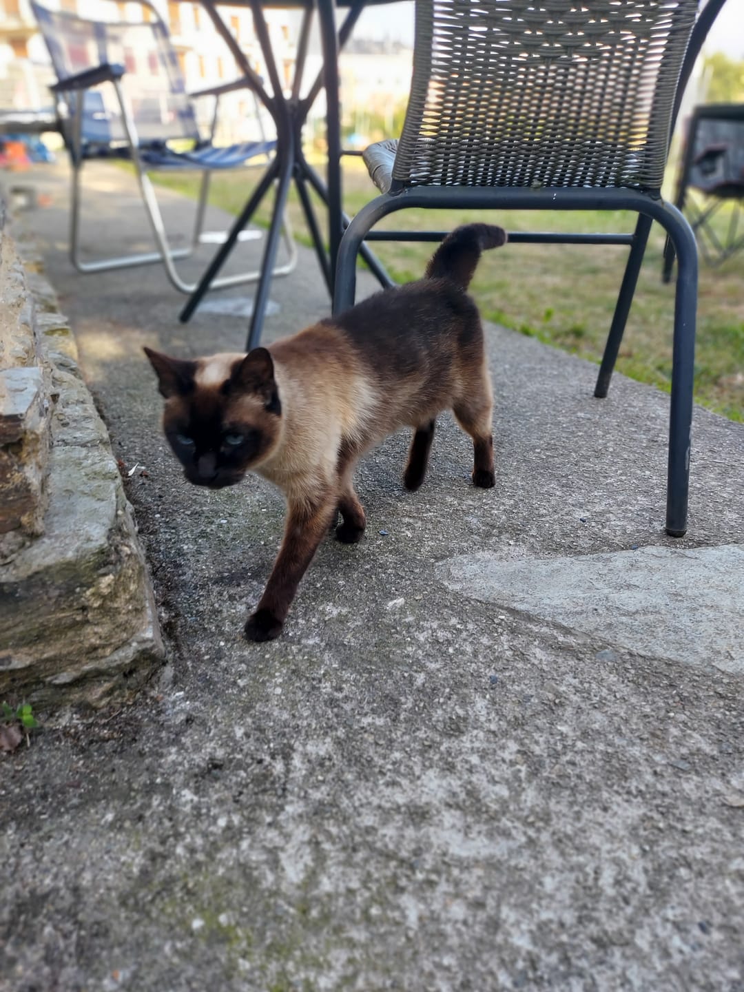 Customer photo review of Grain Free Cat Adult