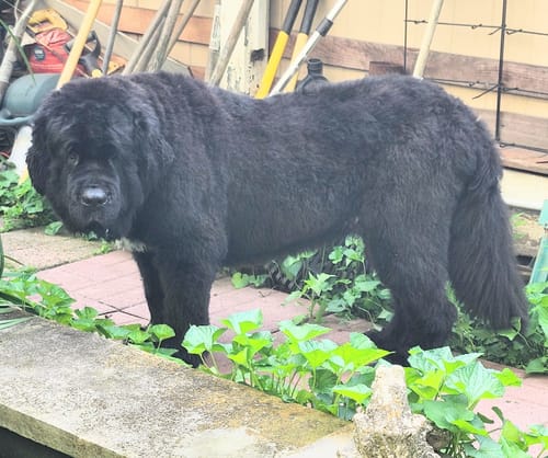 Customer photo review of furMe Grooming Vacuum Filter Replacement Pack