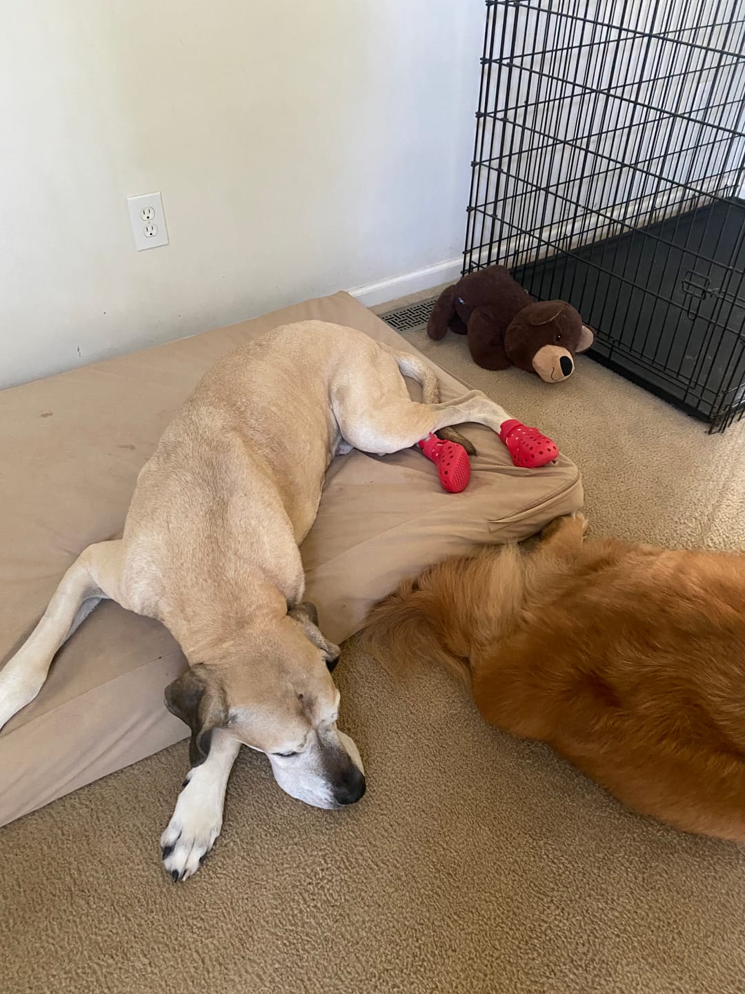 Customer photo review of WagWellie® Mojave Single