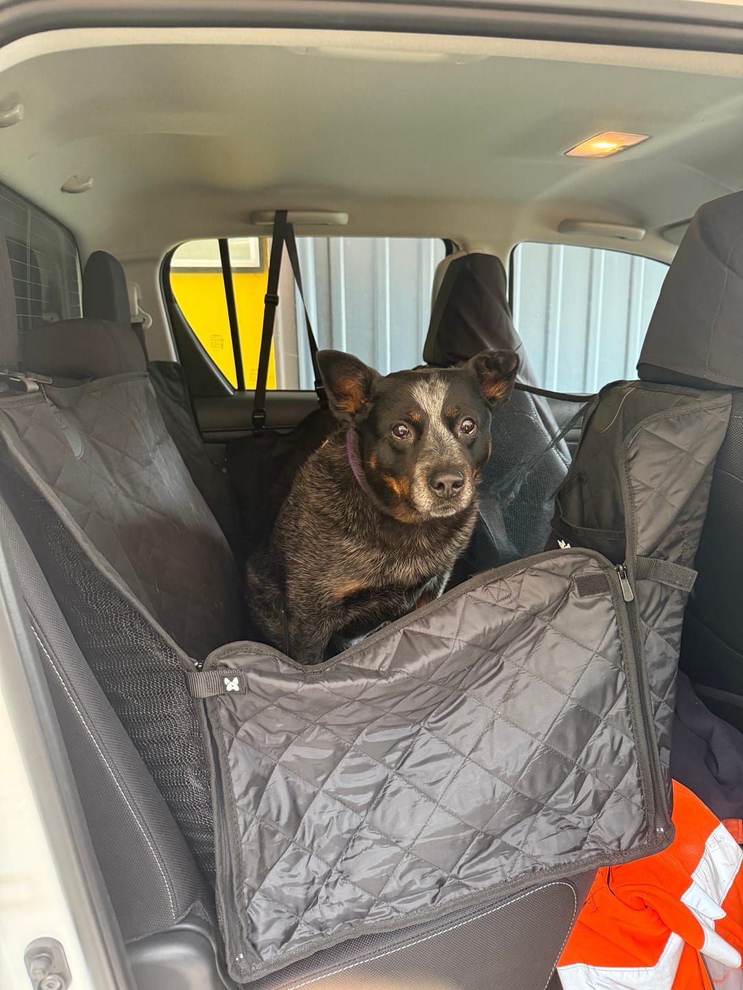 Customer photo review of 4-in-1 Dog Car Seat Cover