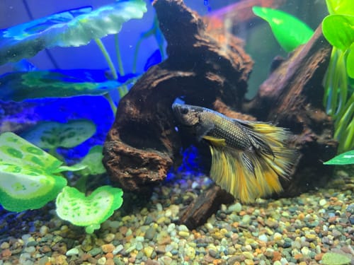 Customer photo review of Copper Gas Halfmoon Male Betta Fish