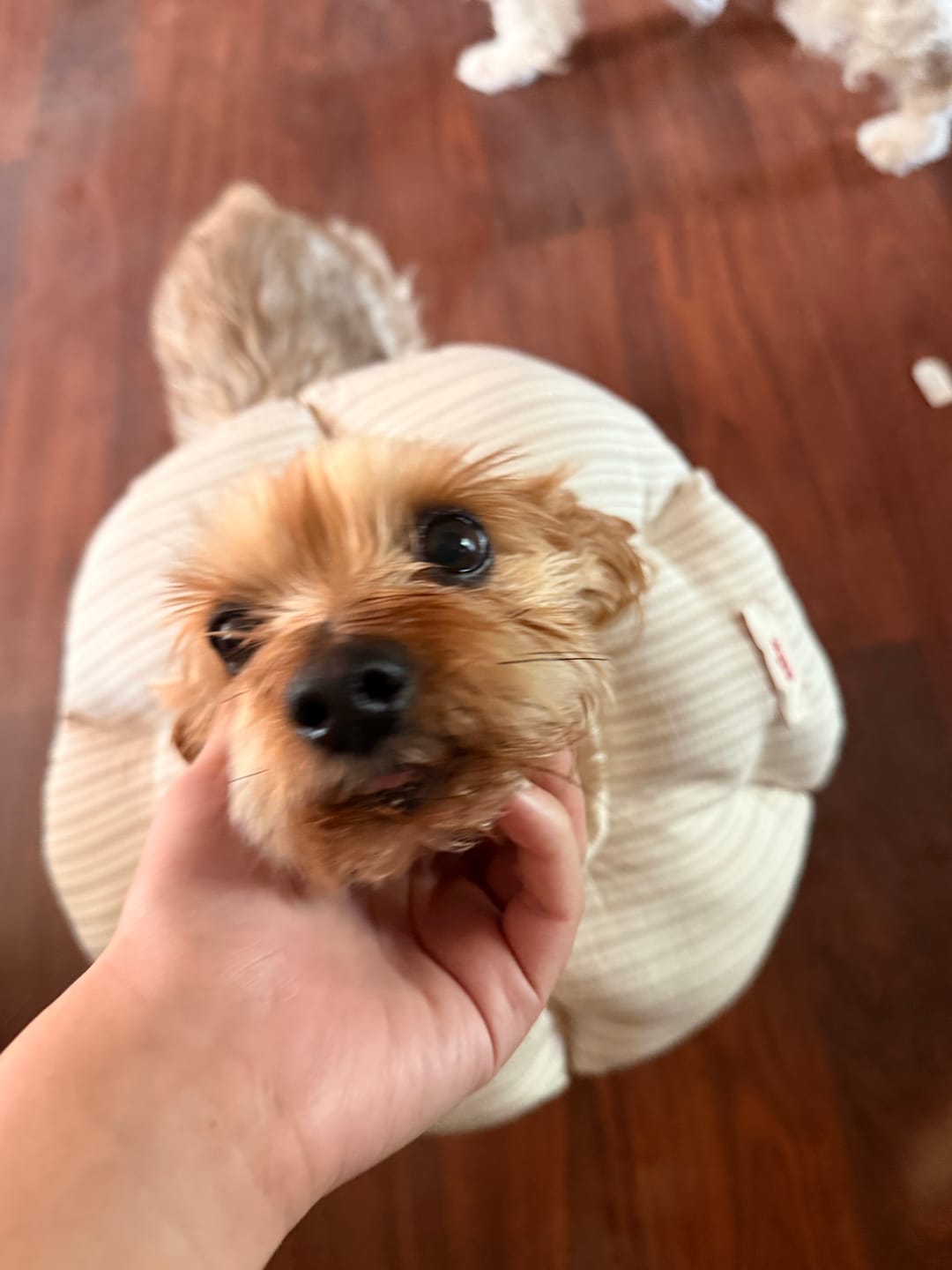 Customer photo review of Cloud Neck Collar (4 sizes) Preorder