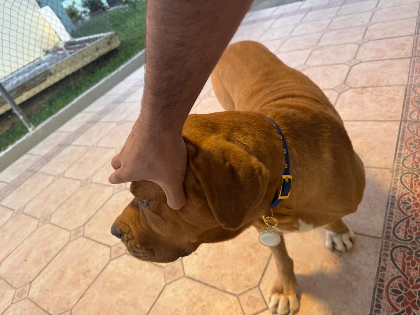 Customer photo review of Waterproof Dog Collar