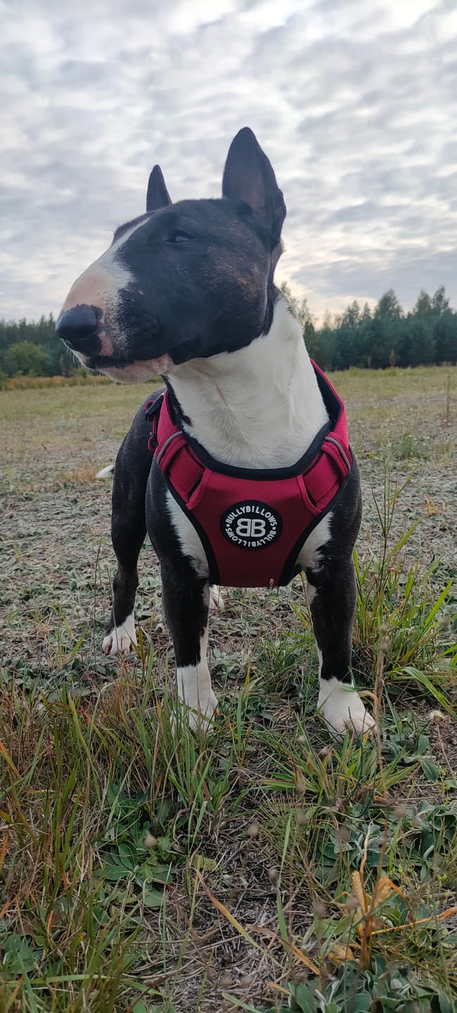 Customer photo review of Comfort Premium Harness | Non Restrictive - Burgundy