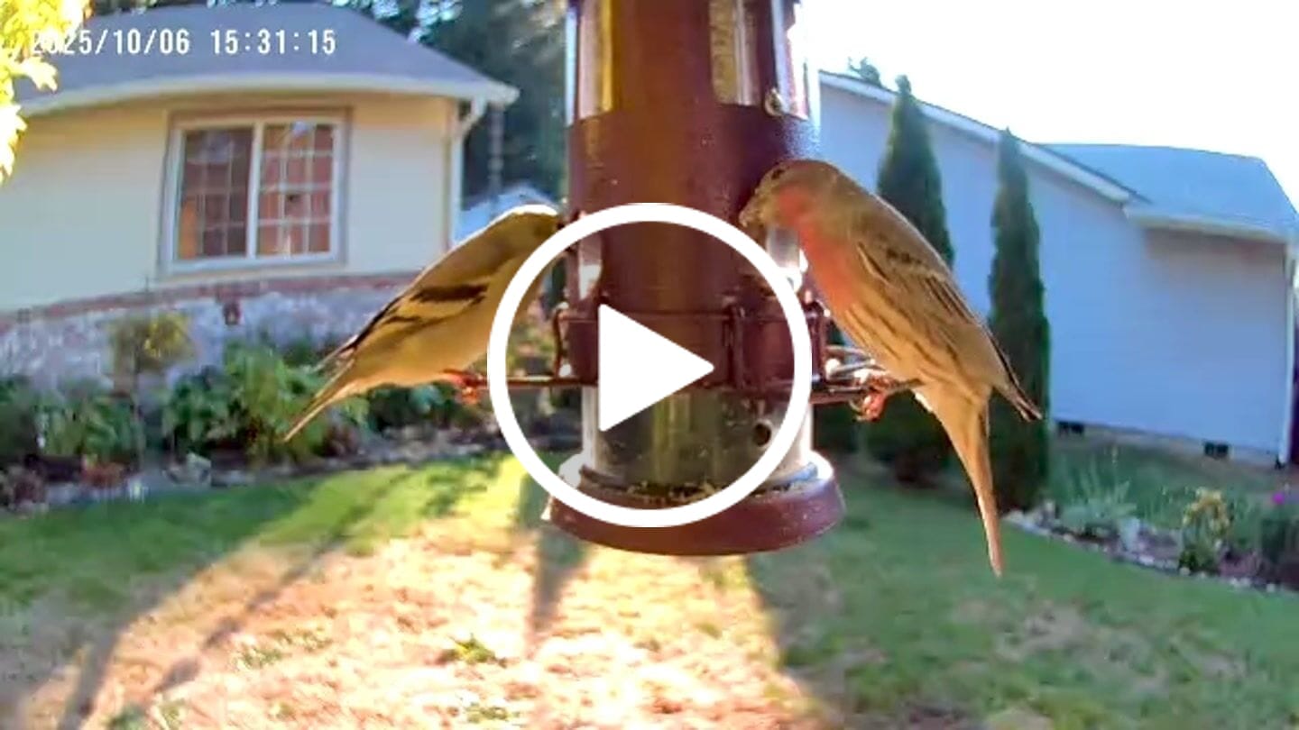 Customer video review of Birdfy Cam - Versatile Standalone Backyard Birdwatching Camera