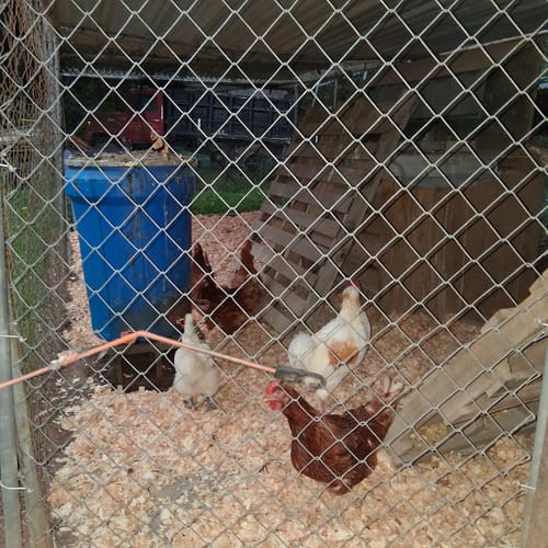 Customer photo review of GrubTerra Coop Refresher!!!