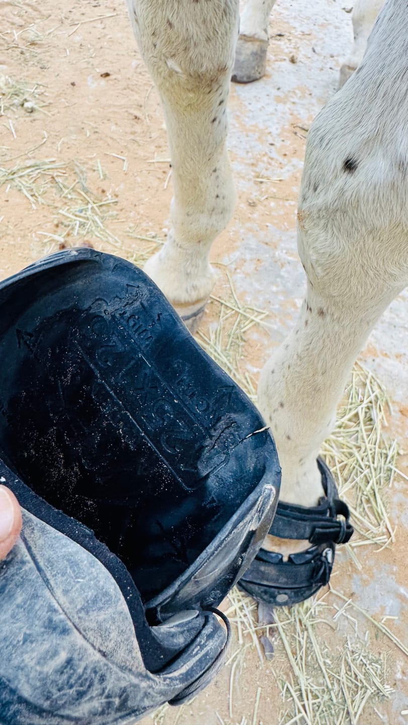 Customer photo review of Renegade® Viper Shield™ Hoof Boots - Black Knight
