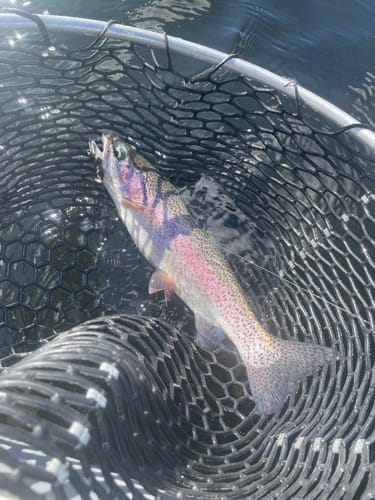 Customer photo review of Silvertip 10' Sink Tip Weight Forward Fly Line